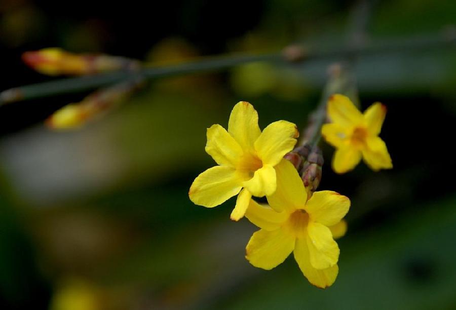 【潇湘文学社】潇湘陶菊诗社《迎春花/紫燕》(总292期)(图27)