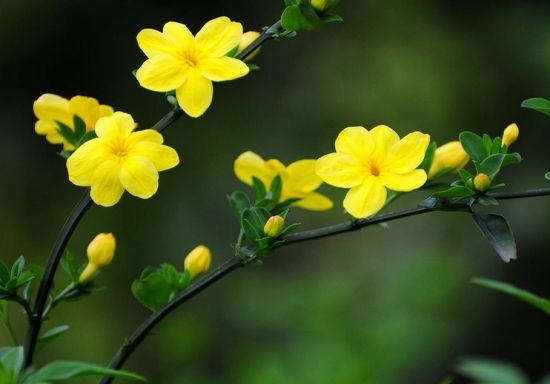 【潇湘文学社】潇湘陶菊诗社《迎春花/紫燕》(总292期)(图6)