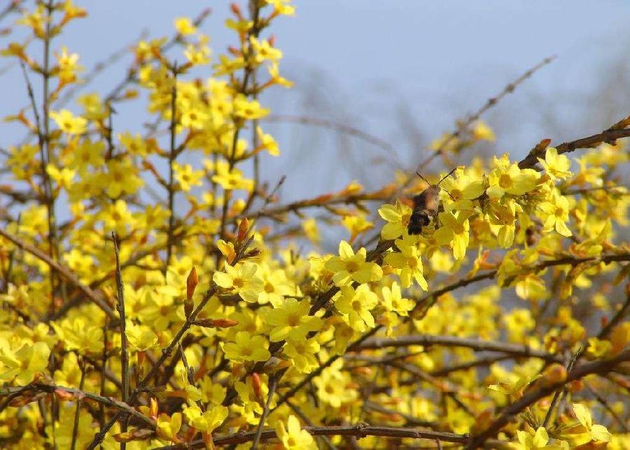 【潇湘文学社】潇湘陶菊诗社《迎春花/紫燕》(总292期)(图10)