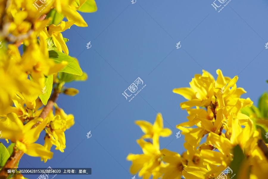 【潇湘文学社】潇湘陶菊诗社《迎春花/紫燕》(总292期)(图25)