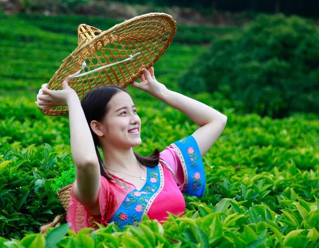 采 茶 女 文/叶劲松（图5）