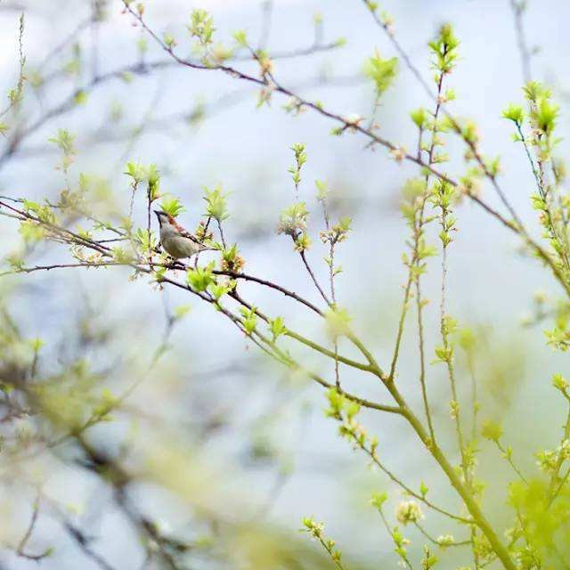 〔格律小辑〕作者 周海峰（哈尔滨）【冰心文化传媒】（图6）