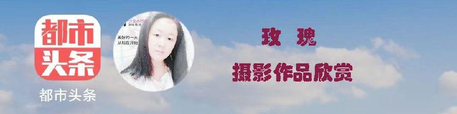 玫瑰:盛开的虞美人(图2)