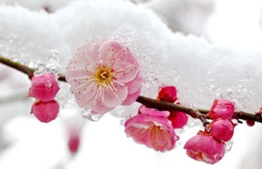 祥云主席等十二位作家诗歌（小雪之恋） 十八首 编辑：香乡【北疆头条】（第355期）（图28）