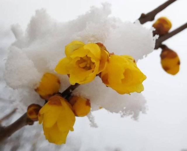 祥云主席等十二位作家诗歌（小雪之恋） 十八首 编辑：香乡【北疆头条】（第355期）（图54）