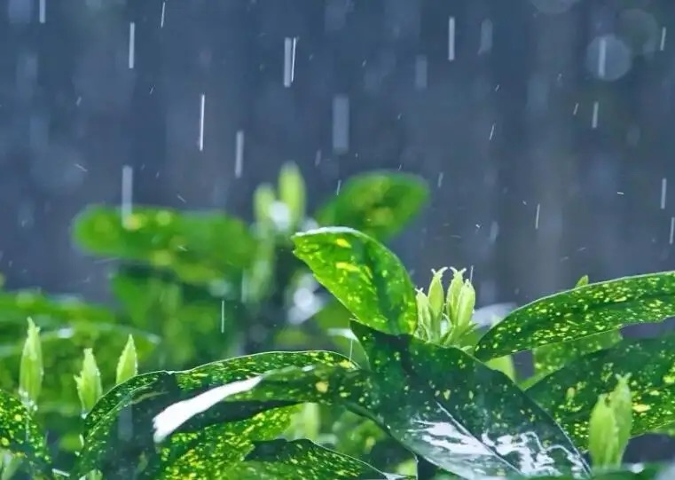 【新诗大观】下雨的时候||文/惊鸿照影||诵/李晓英