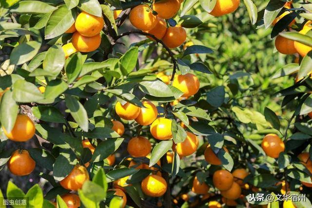 又到橙黄橘绿时 江南此物更相思 天门头条作者 剑行天下