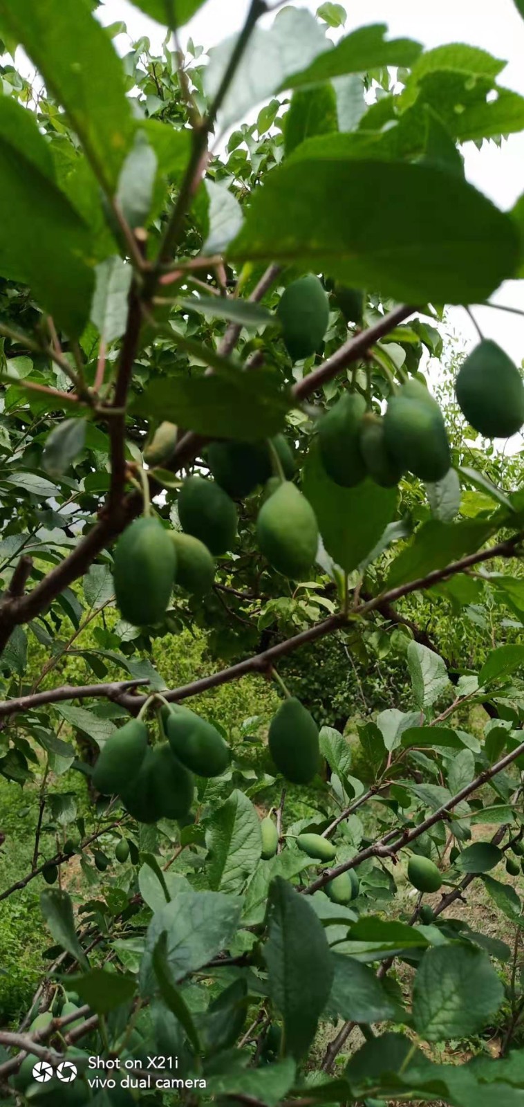 又到橙黄橘绿时 江南此物更相思 天门头条作者 剑行天下（图3）