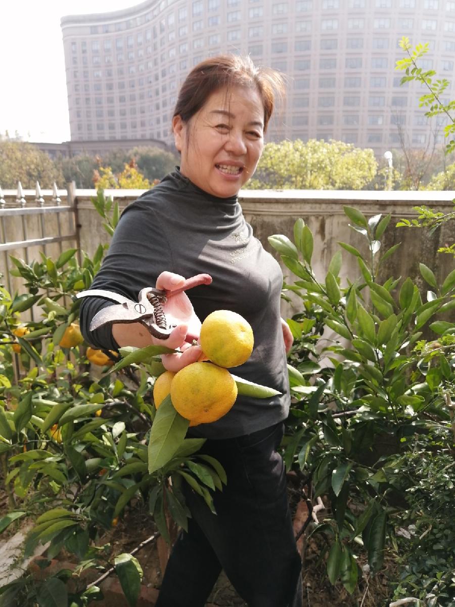 又到橙黄橘绿时 江南此物更相思 天门头条作者 剑行天下（图2）
