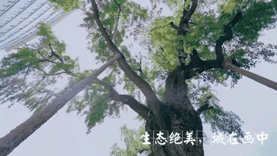【飞扬读书】杨锦程诗《赞汉阳》(陈若曦诵)(图6)