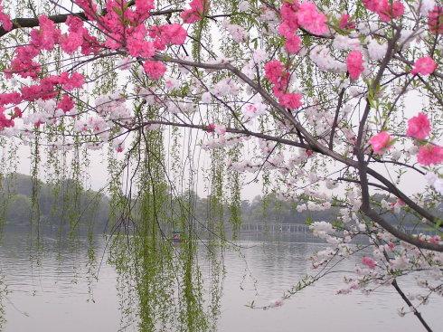 桃花å¼?.jpg