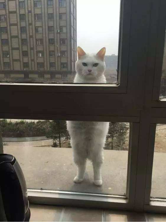 窗外的猫å?.jpg
