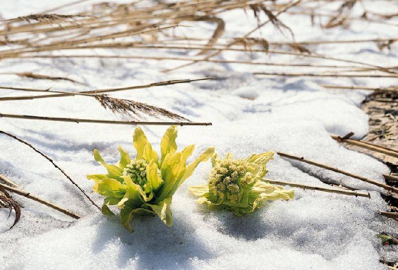 【西部风微刊】特别推荐李新华诗歌 雪莲花