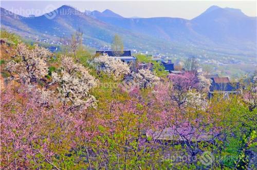 沂蒙春色.jpg