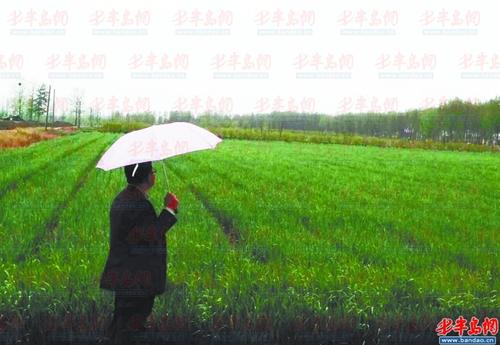 麦田.jpg