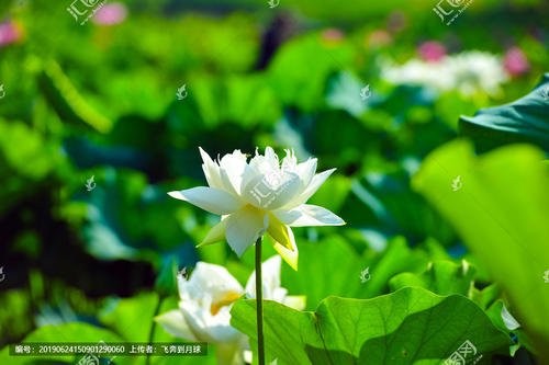 《中国爱情诗刊》【中国爱情诗人档案】(第1479期)四川诗人:白雪莲儿的诗(图2)