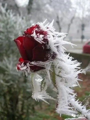 我们的爱情（外三首）||无言