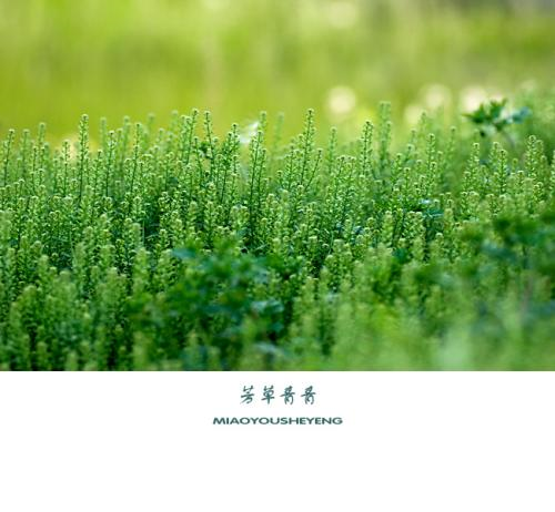 1586957491698043053.png 芳草.png