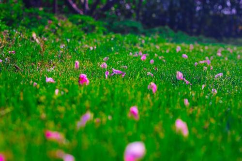 1586957628312053791.jpg 芳草.png01.jpg