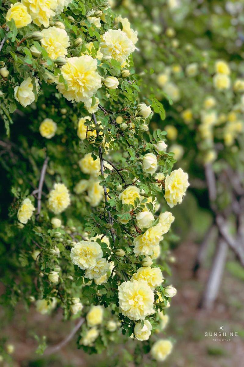 木香花(木香花几月份开花)