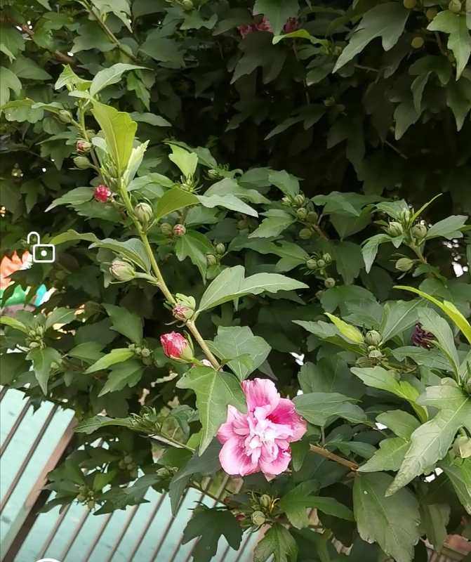 1C8DF70E-3D07-41BF-8015-374ABC68C545.