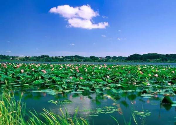 文/文礼 夏日的清风 从白洋淀的碧波 水面轻轻掠过 把堤岸的杨柳