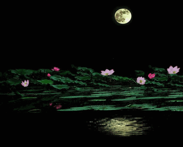 芦苇倾情唯美《韵味初夏》荐赏精华