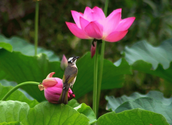正宫双鸳鸯夏日 文/张登普