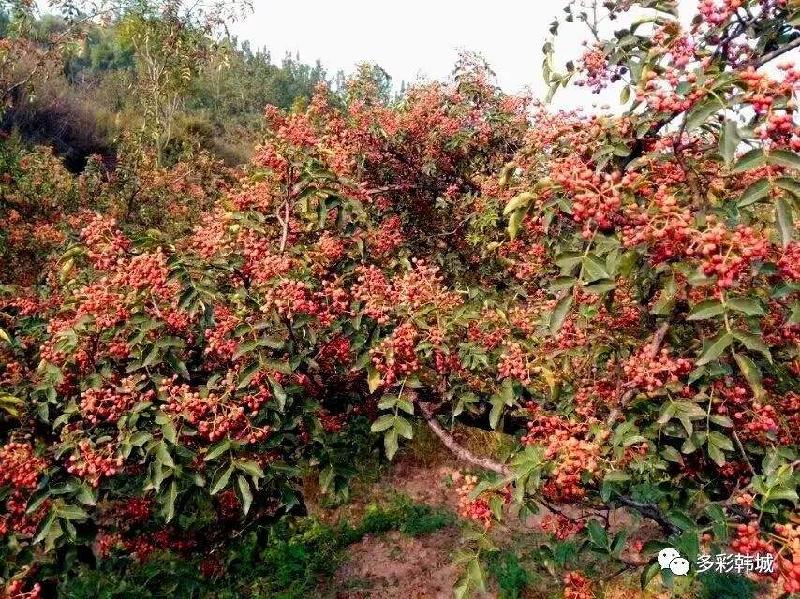 《诗写家乡》清清陶渠水：文/马德武（陕西韩城）（图9）