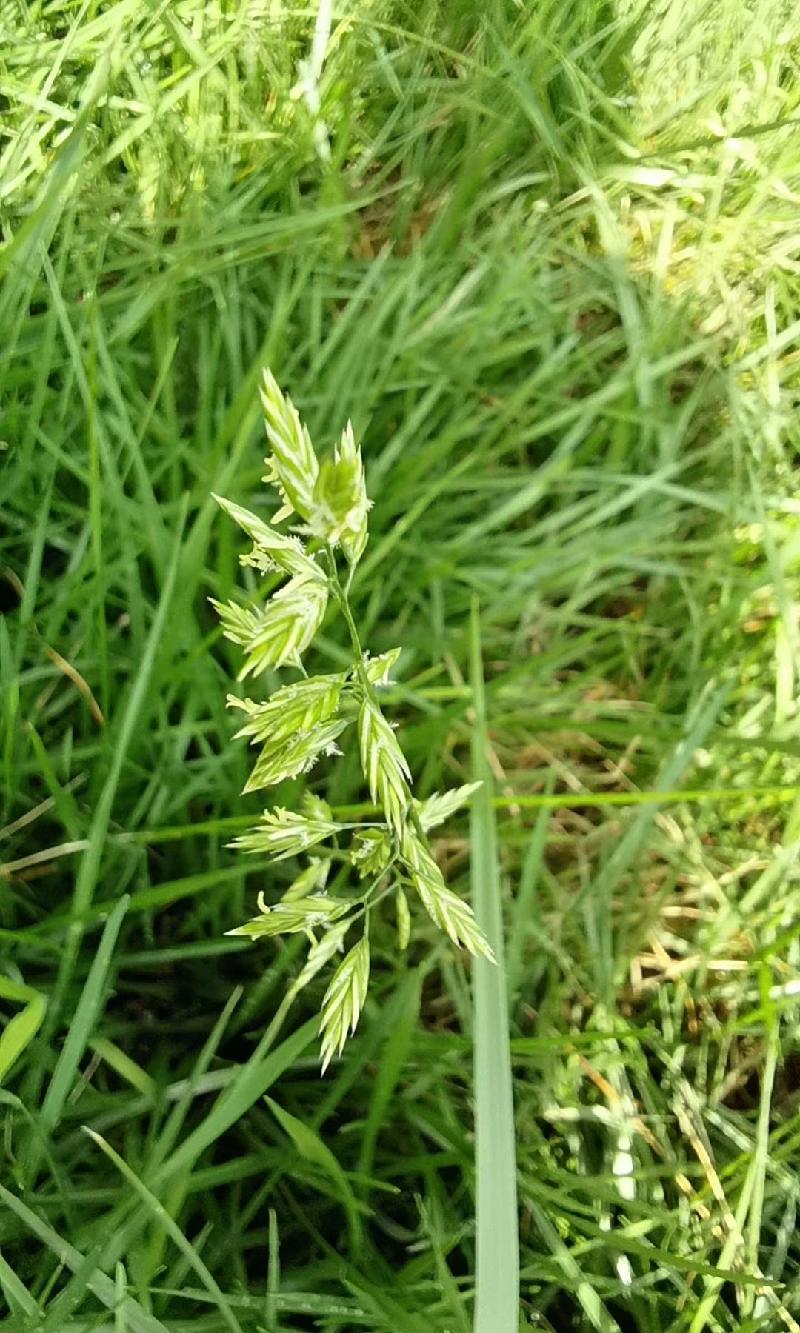 《冰心文化传媒》作者方草,张胜利,曹京川,通明,江北,郑正启.