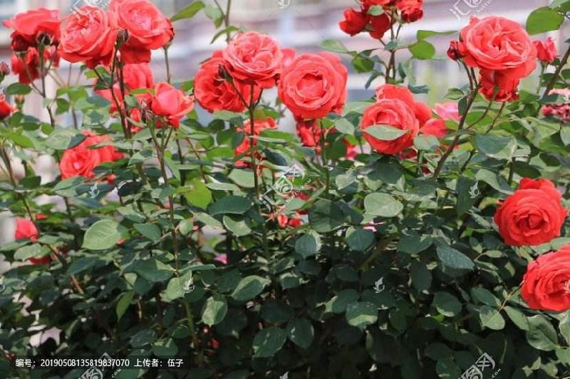 【枫雅汇看图约诗】诗人黎明专辑《一》（鸟语花香）（图9）