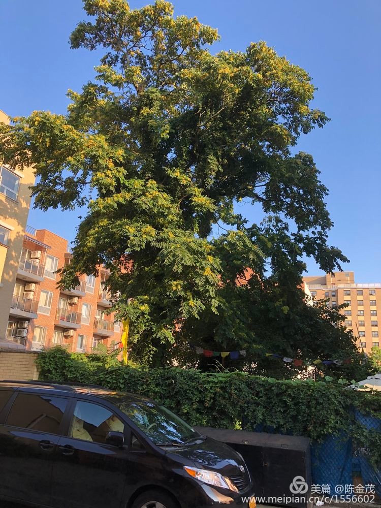 (小雨丝519）夕阳里的洋槐树 文/陈金茂【冰心文化传媒】