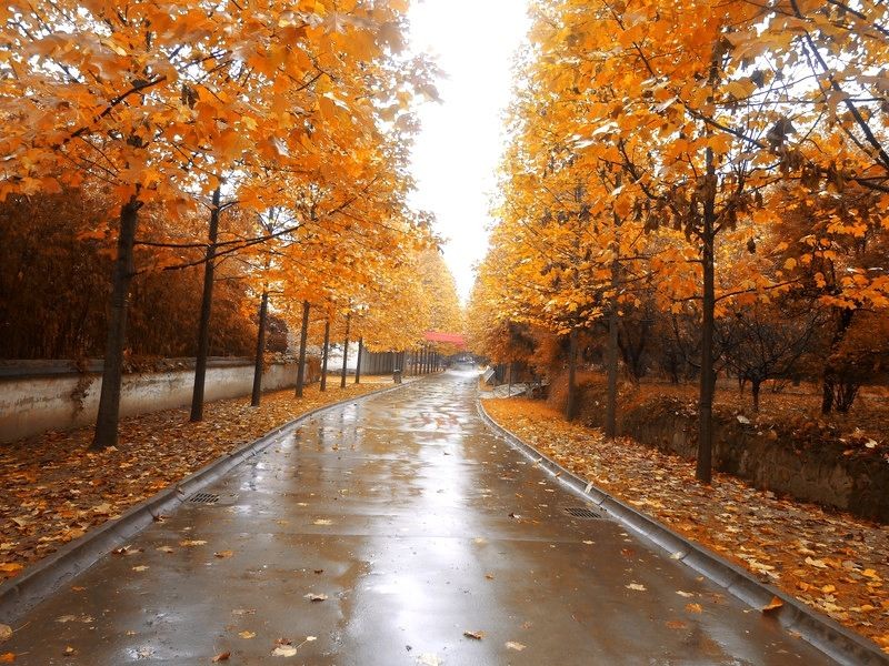 【枫雅汇看图约诗】第153期(秋雨)(图3)