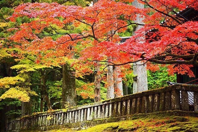 灿烂在秋天（图7）
