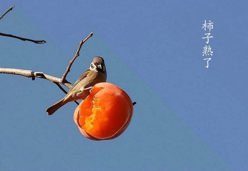 柿子红了(外一首) 文/芦国柱(江苏镇江)【冰心文化传媒】(图2)