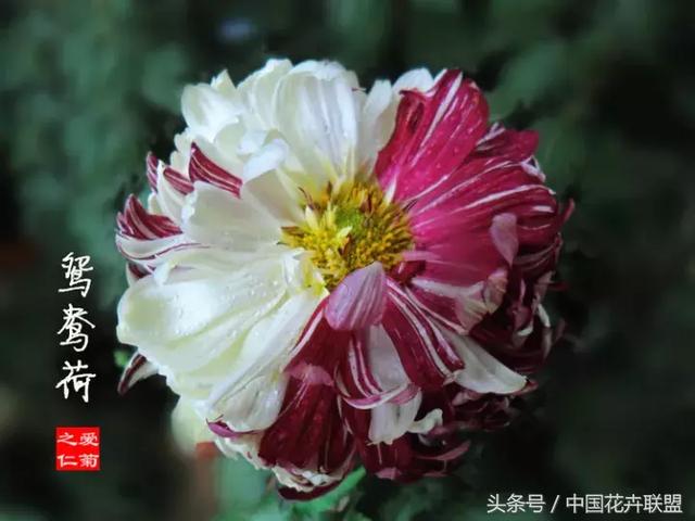9231a0ad8db98c377a0ff150a06eeb94.