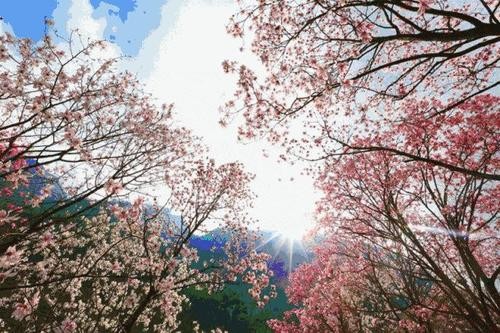 【潇湘文学社】今日同题《花》（图13）