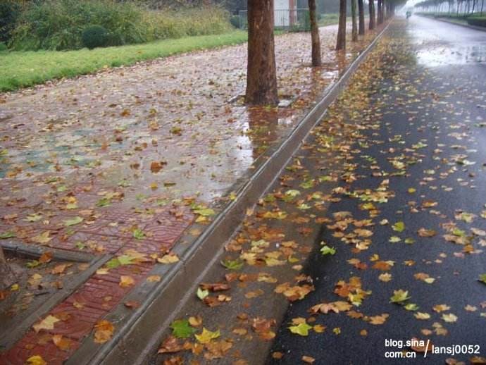 【潇湘文学社】今日同题《嵌‘’秋雨梧桐叶落时‘’入诗》（图13）