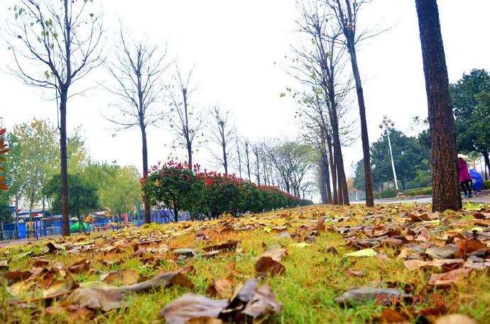 【潇湘文学社】今日同题《嵌‘’秋雨梧桐叶落时‘’入诗》（图15）