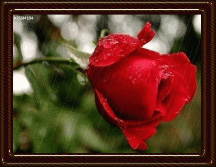 1602830489573064717.gif timg (2).gif