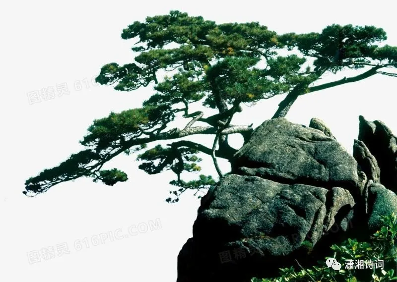 【潇湘文学社】今日同题《松》（图12）