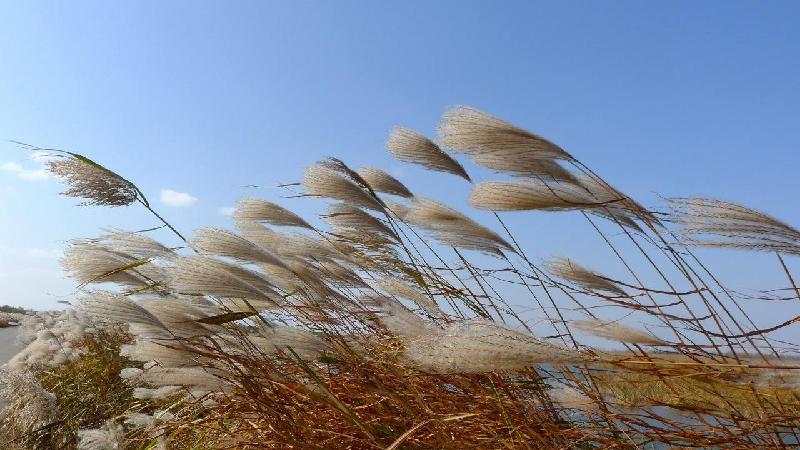 【潇湘文学社】今日同题《芦苇花》（图12）