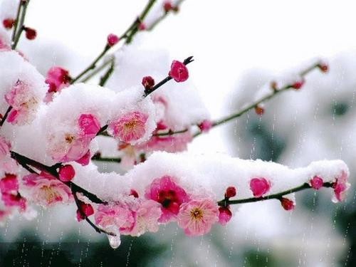【潇湘文学社】今日同题《雪》(图11)