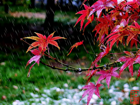 秋雨图片 伤感图片