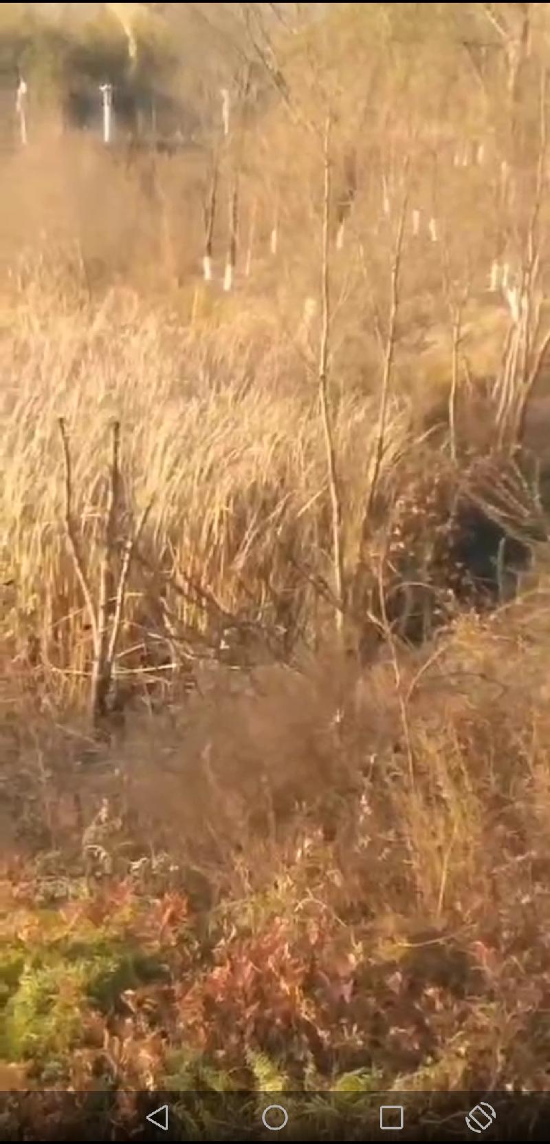 Screenshot_20201108_213817_com.tencent.mm.