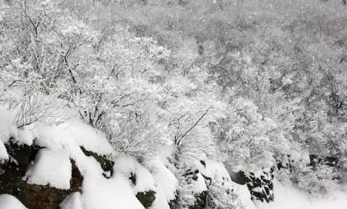 《喜雪》中雪一夜落长安：文/孙建民ll图/张建超（陕西西安）（图18）