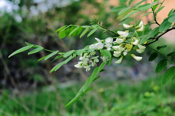 七绝.环保颂(五首)-京津沪头条 文/暖雨晴风(图7)
