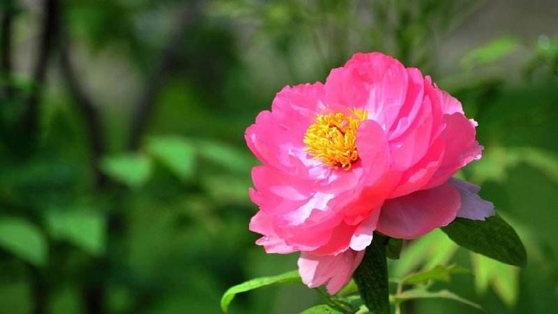 中英文版专刊‖七律‖咏牡丹四首-京津沪头条(Beijing, Tianjin and Shanghai headlines)文/书香(图7)
