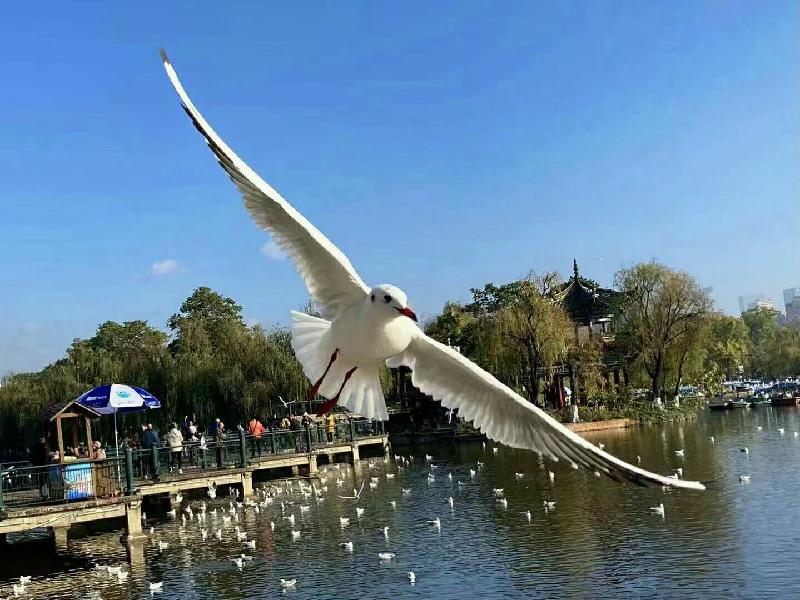 mmexport1608118632859.
