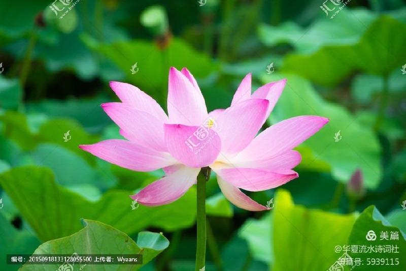 《西湖朵朵，小小流水唱和咏荷76词》华夏流水诗词社主办（图22）